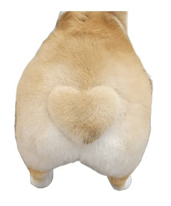 Corgi groomed with a heart on its rump. Read why I learned dog grooming
