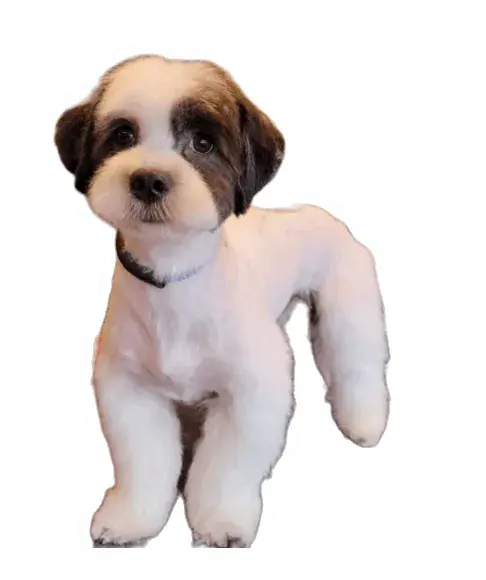 Freshly groomed fluffy dog. Read why I learned dog grooming