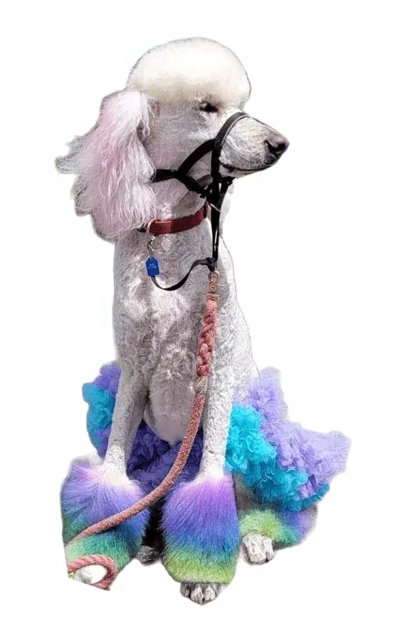 Poodle in a tutu with rainbow-dyed legs. Read why I learned dog grooming
