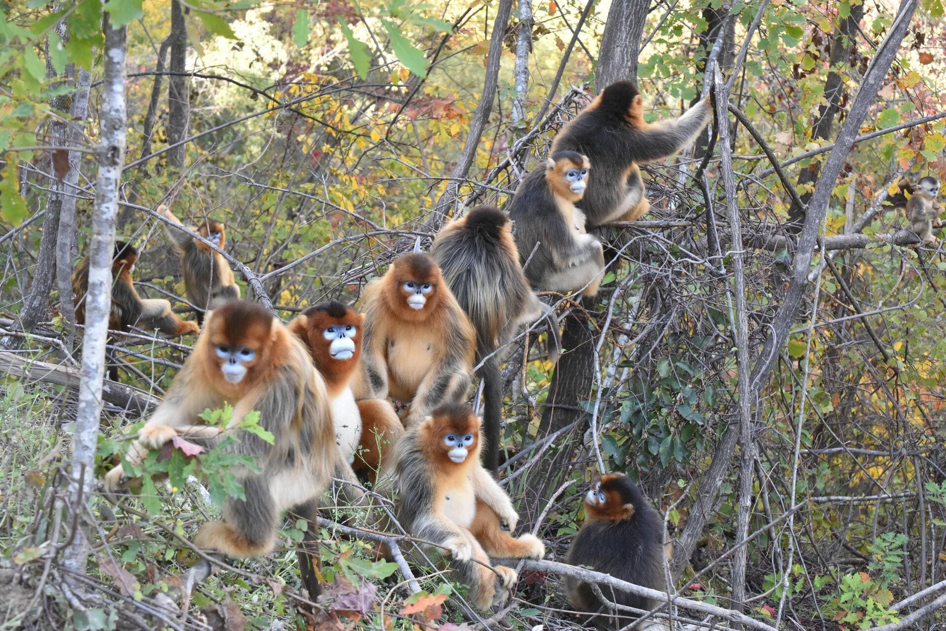 Golden snub-nosed monkey sitting on a tree branch, with its distinctive golden fur and blue face