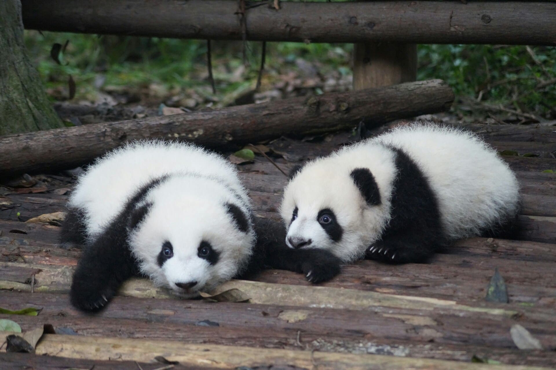 Two panda babies laying down