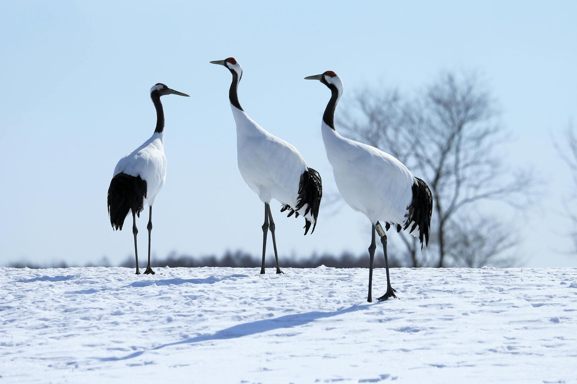Red-crowned crane standing in a wetland, with its distinctive red crown and long neck