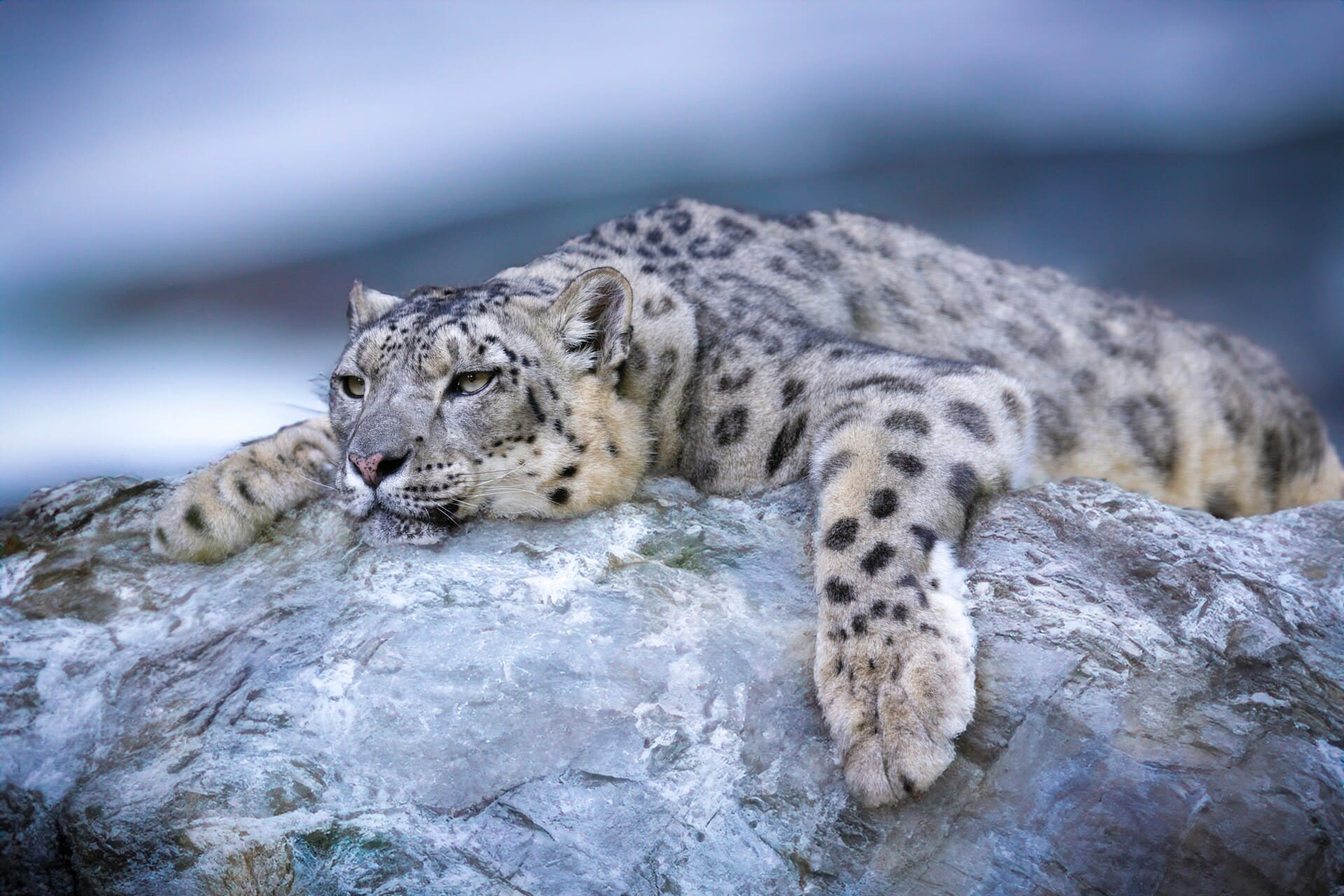 Snow leopard sitting on a rocky mountain ledge, looking at the camera with piercing blue eyes