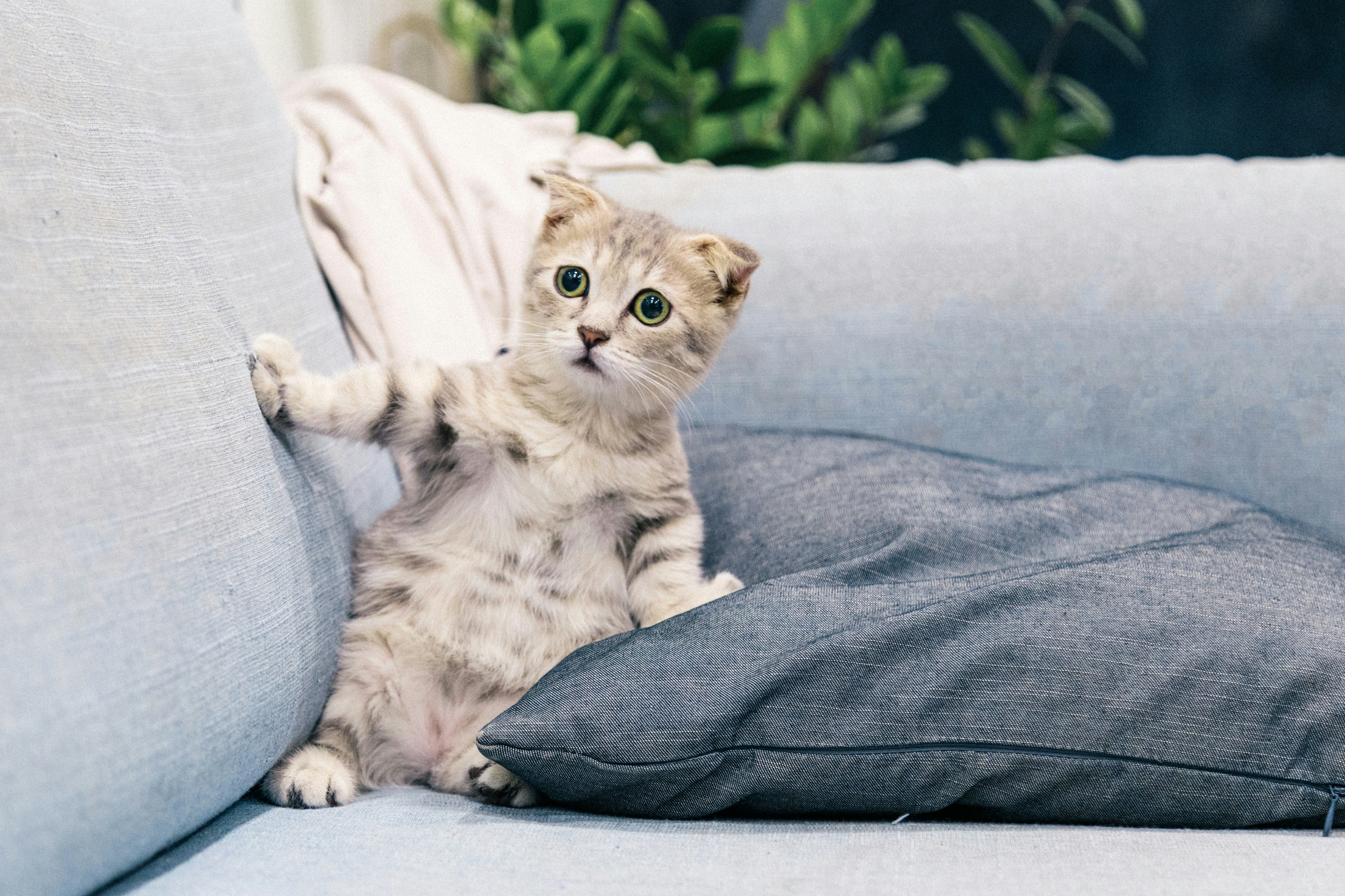 A cat in shock.
