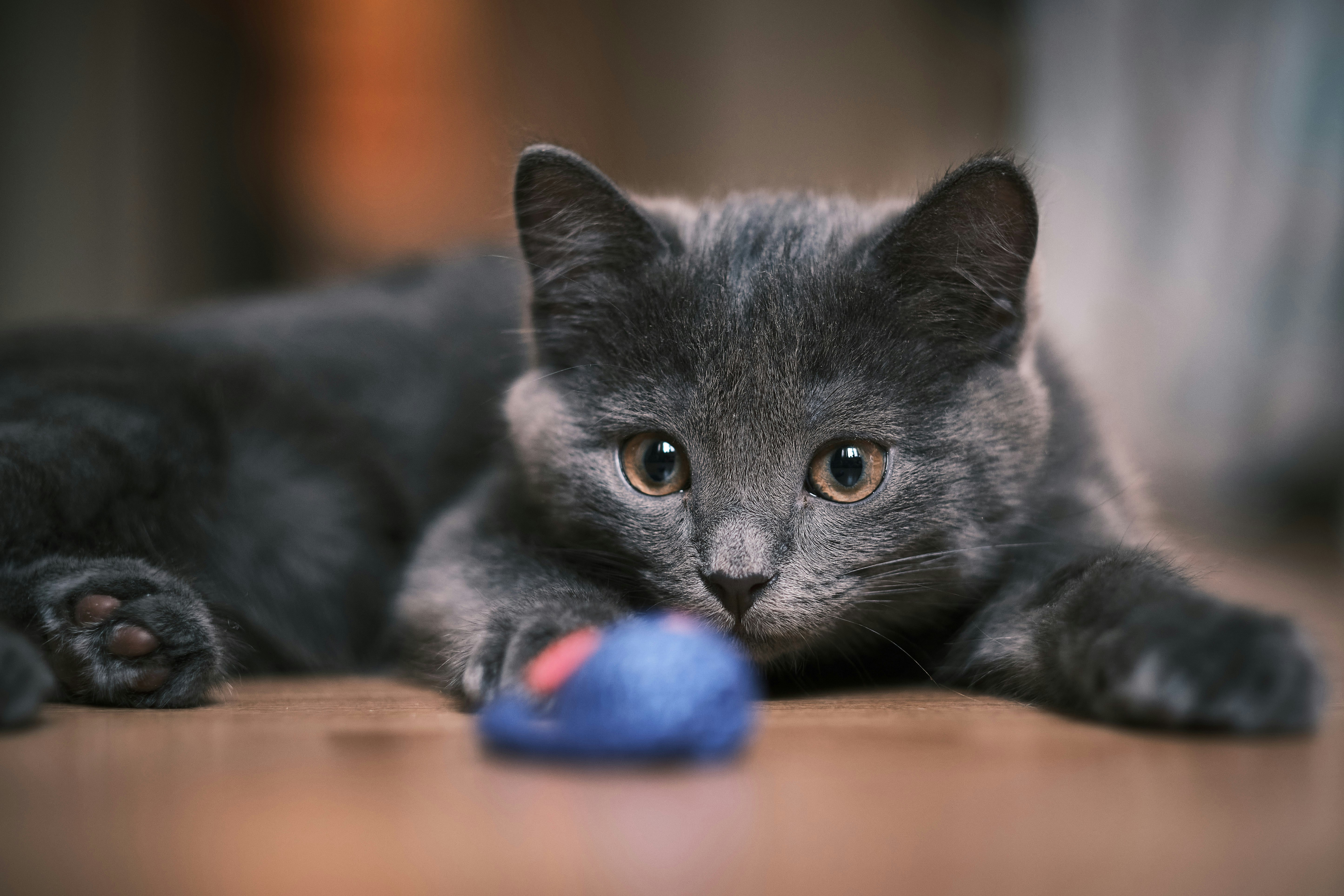 A cat looking at a blue toy mouse.