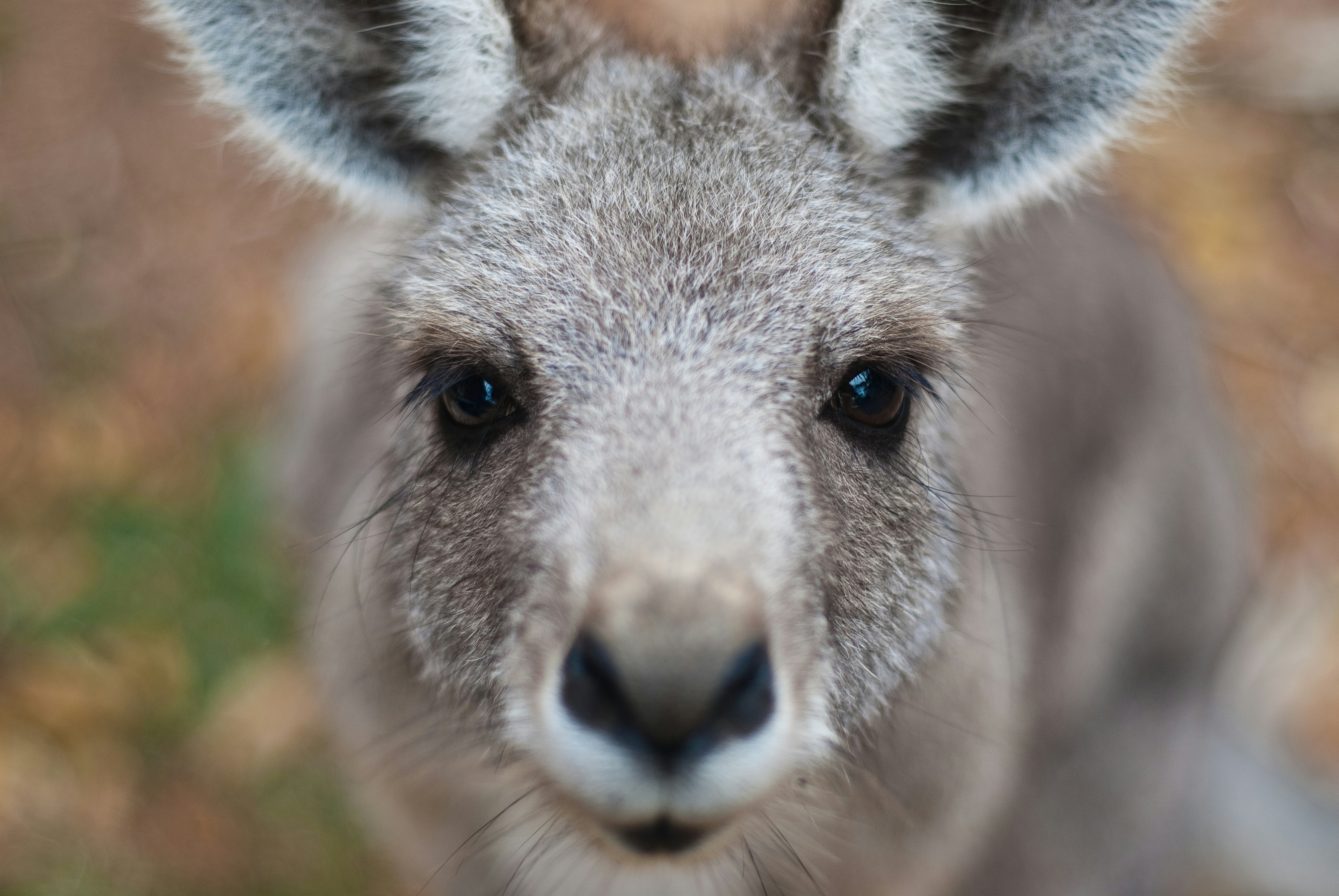 A kangaroo looking up.