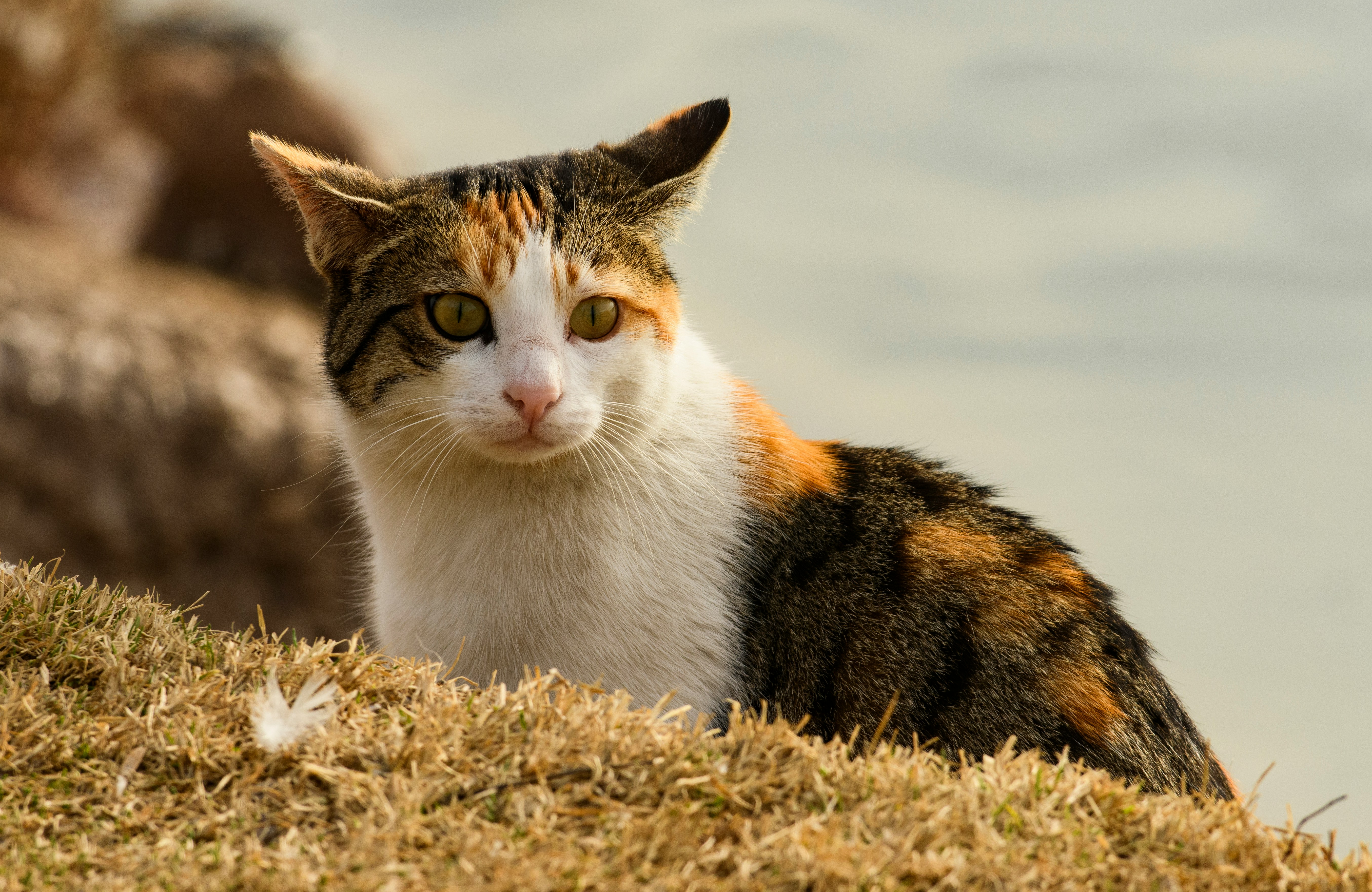A cat sitting in hay.