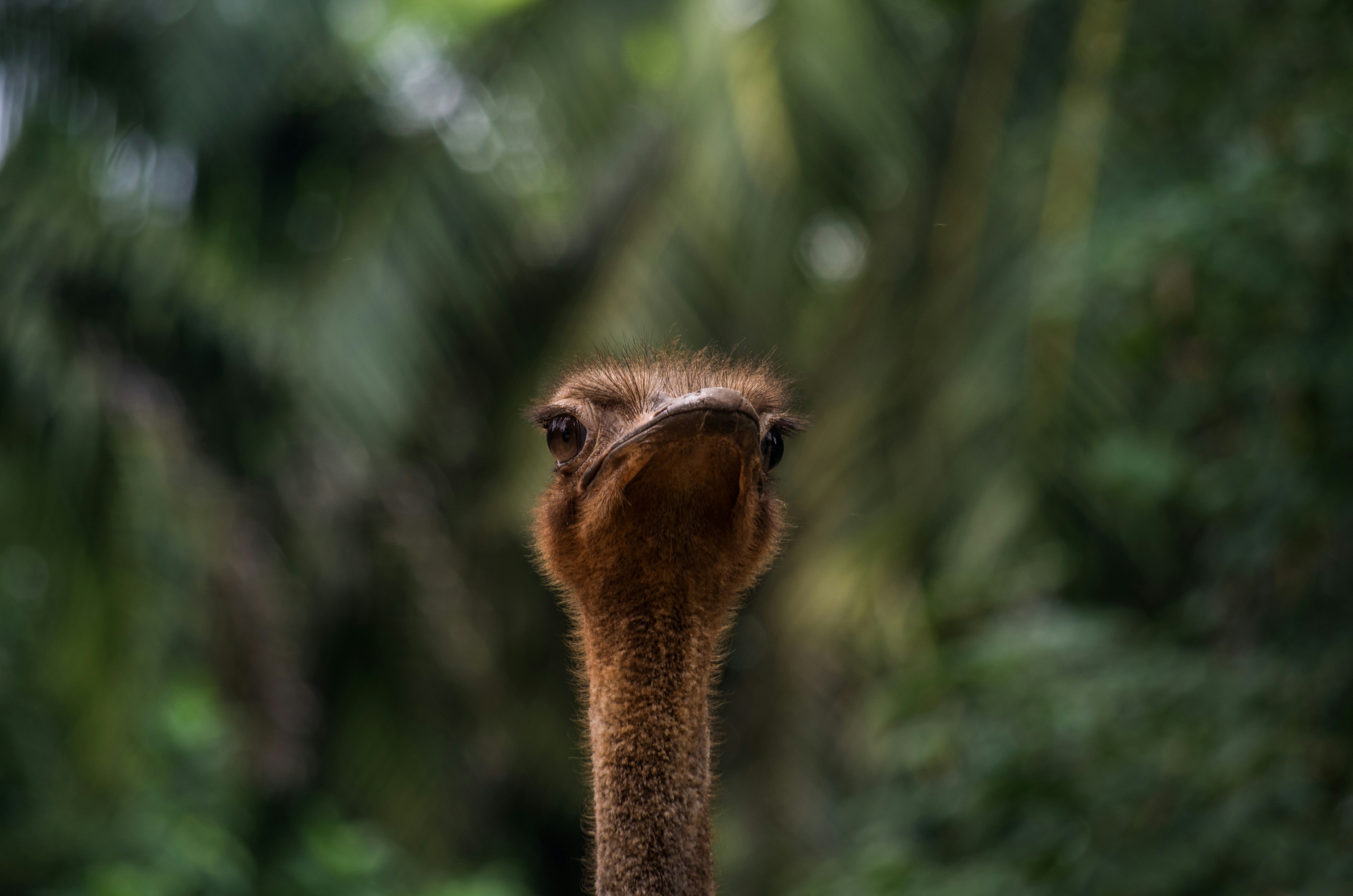 An ostrich staring blankly.