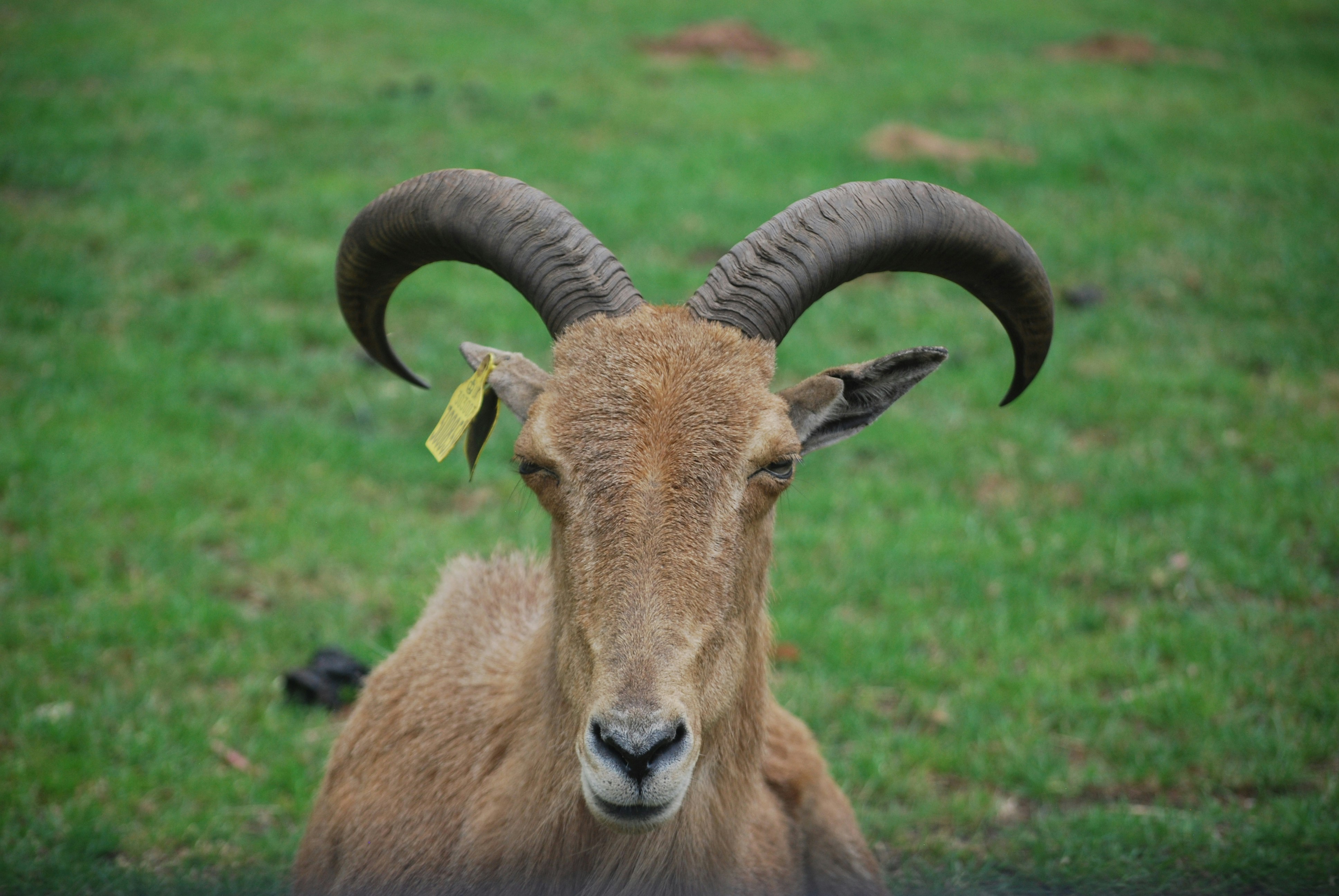 A goat squinting.
