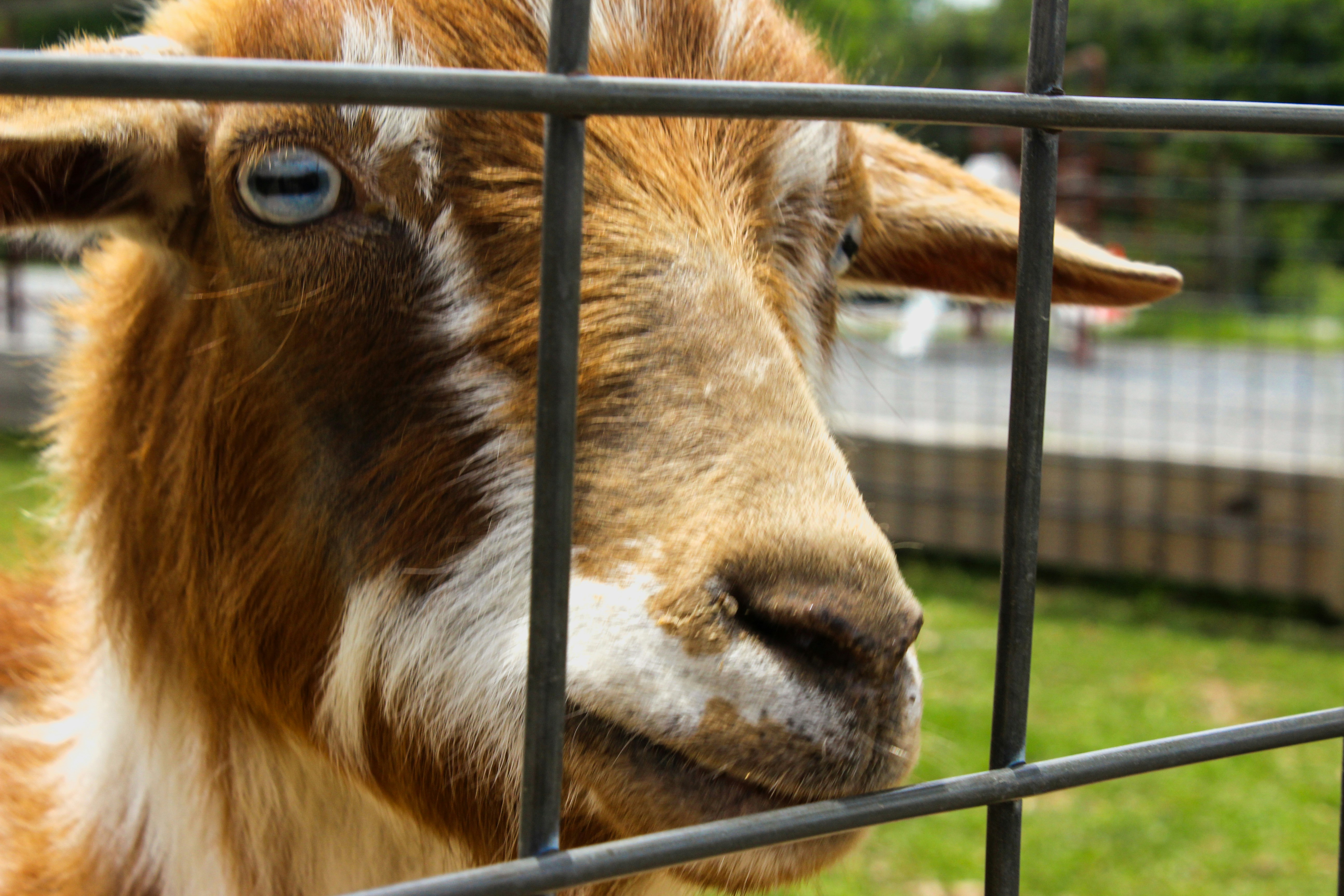 A goat staring through a fence.