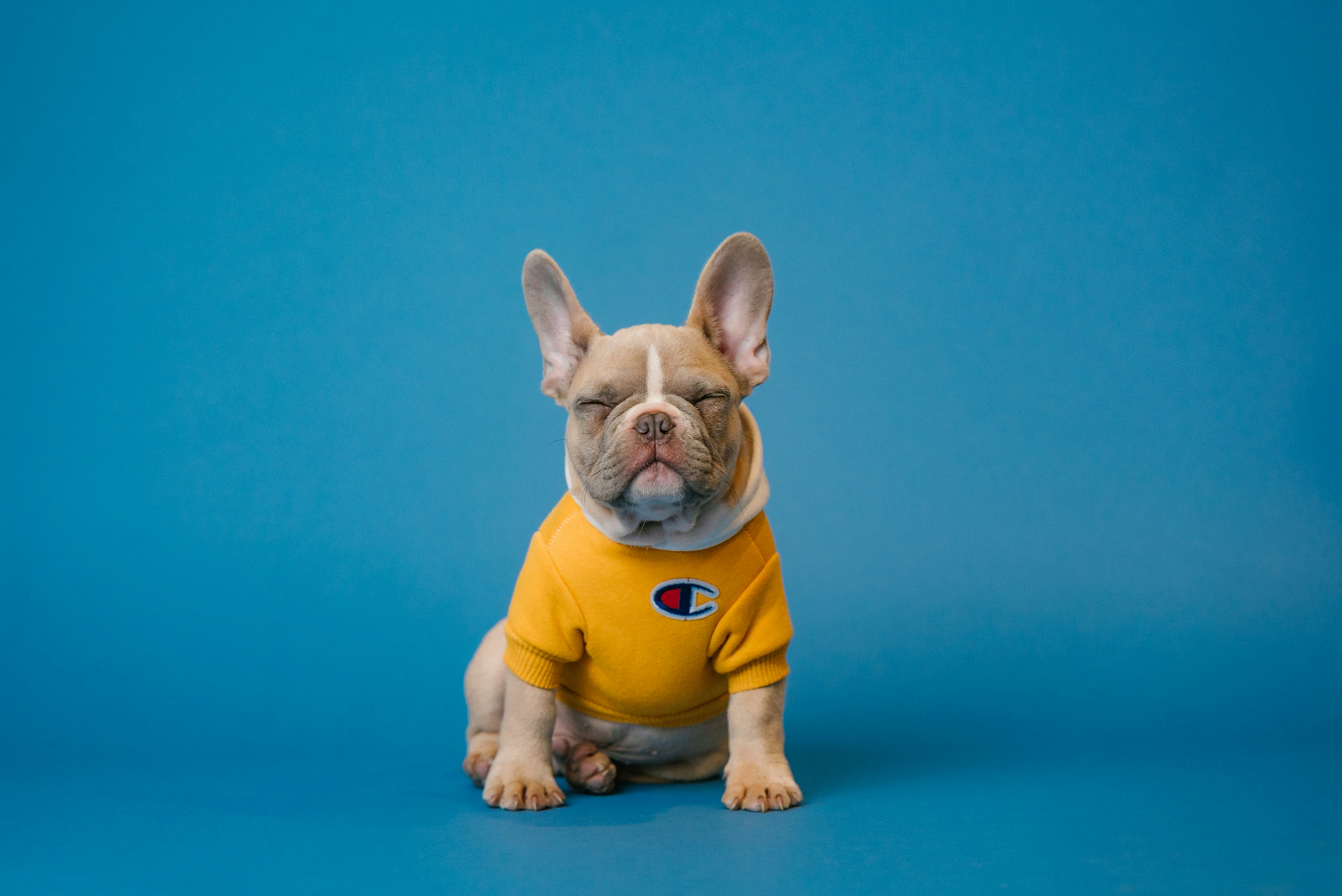A dog sitting in a tshirt with eyes closed.